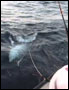Hindsight Sportfishing giant bluefin tuna video